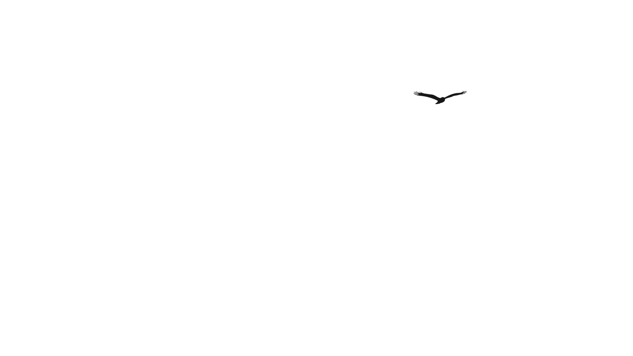 bird one image