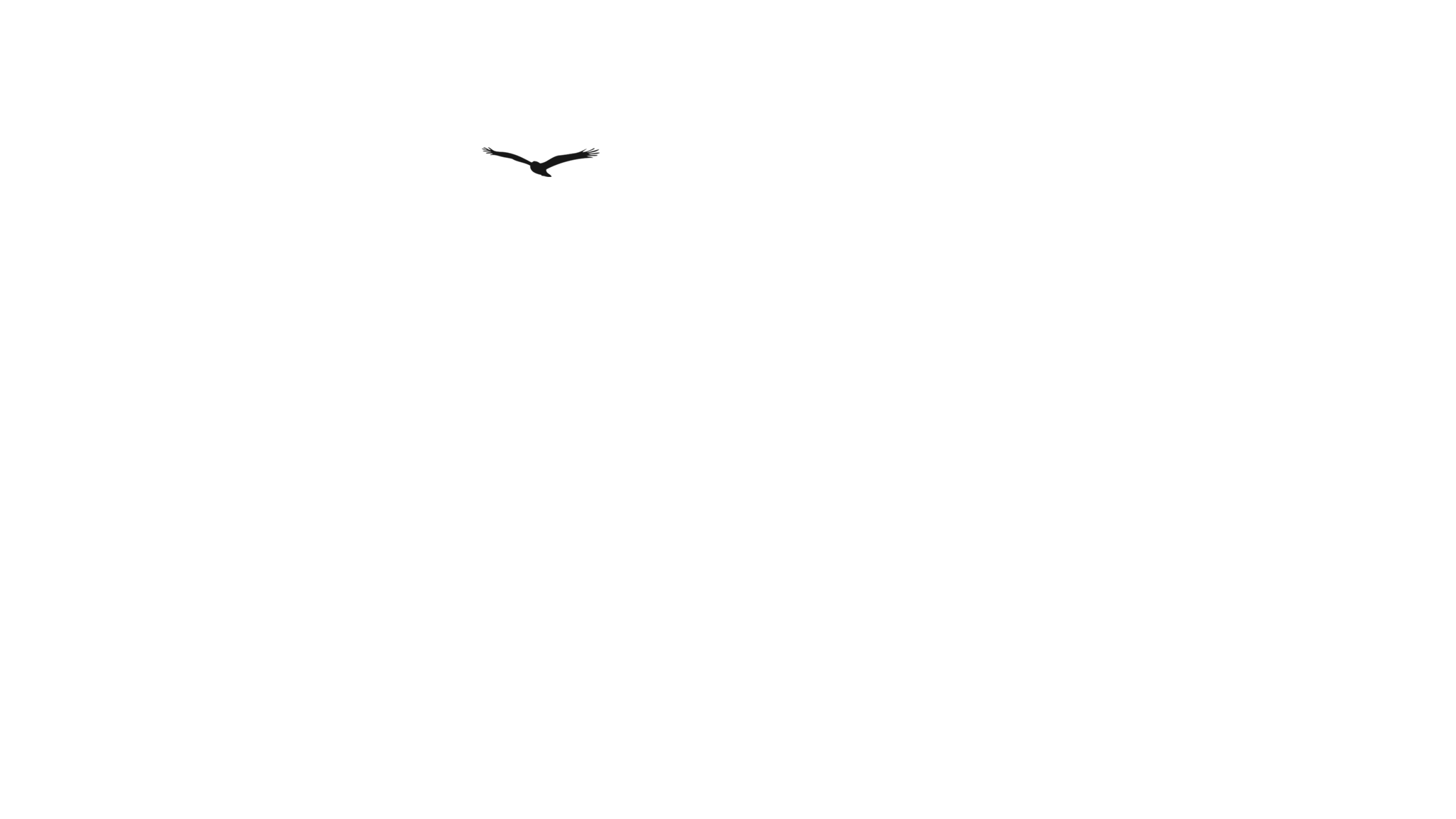second bird image